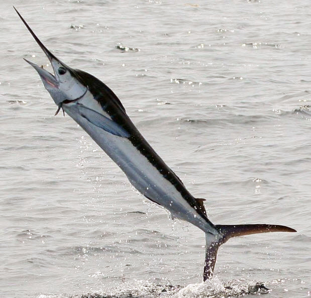 Tetrapterus albidus_02.jpg